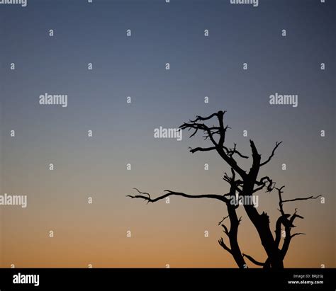 Arbre Mort Silhouette Banque De Photographies Et Dimages Haute