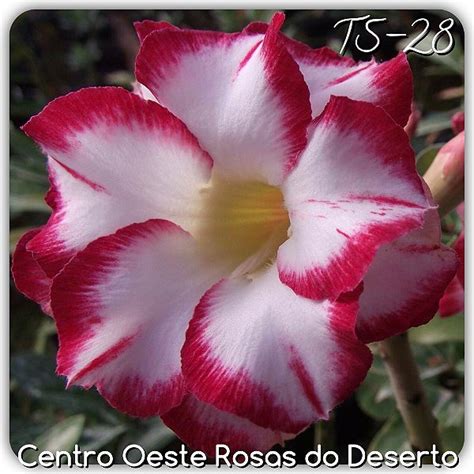 Rosa Do Deserto Muda De Enxerto Ts Flor Dobrada Centro Oeste