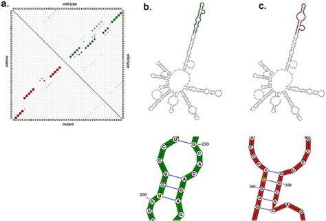 The Predicting Rs On Meg Secondary Structure A Base Pair