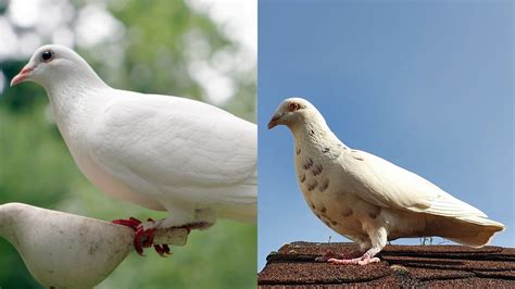 Albino Pigeon Vs Dove Key Differences And Identification Pigeon Web