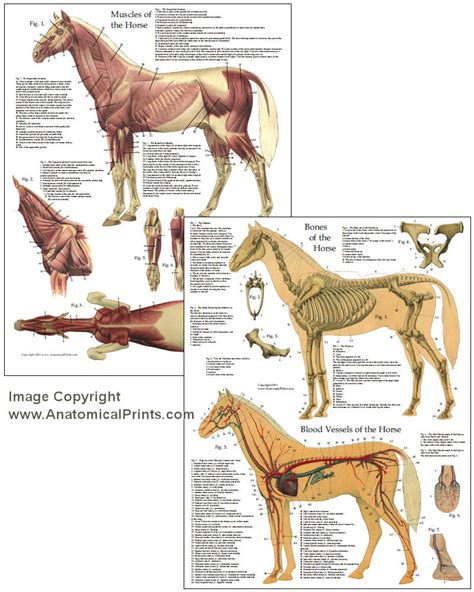 Horse Anatomy Chart 8 X 11