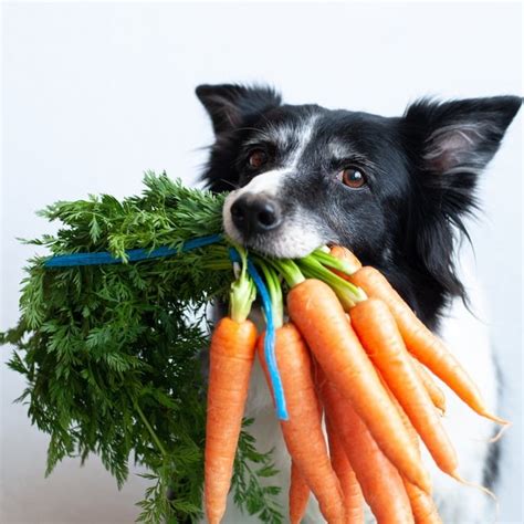 Why dogs need vegetables • Honey's Real Dog Food