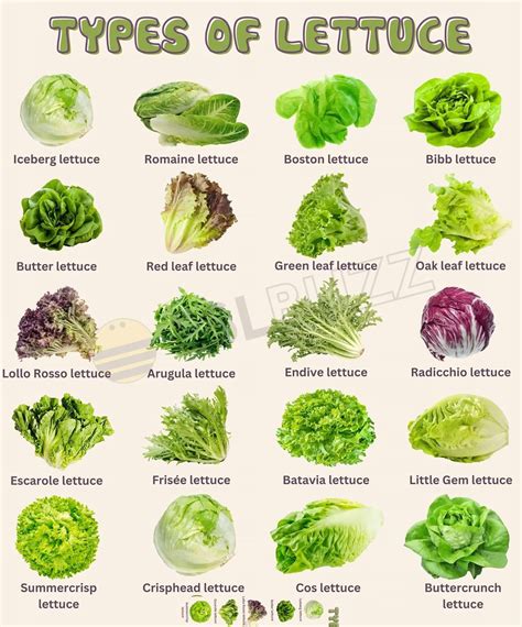 Pin By Ernie Luttrell On Food In Types Of Lettuce Fruits And