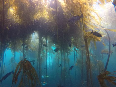 Urchin Takeover Underlies Californias Vanishing Kelp Forests