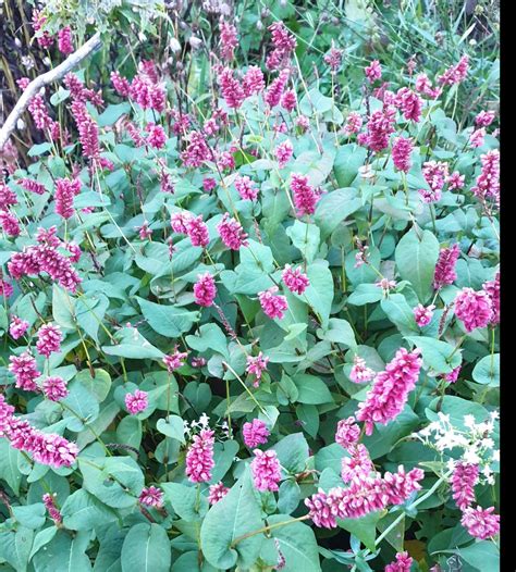 Persicaria Amplexicaulis Inverleith Plants Shoots And Leaves