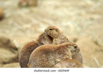 Three Prairie Dogs Hugging Stock Photo 6429649 | Shutterstock