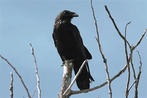 Grand Harle Oiseaux Du Qu Bec