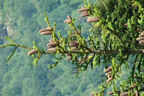 Macérat de bourgeon de sapin pectiné Bienfaits en gemmothérapie