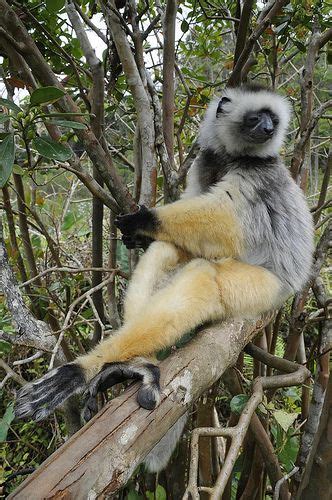 Graceful Diademed Sifaka In Vakona Forest Lodge