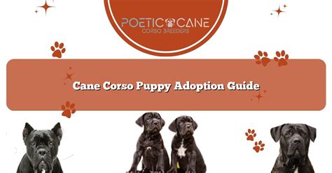 Cane Corso Puppy Adoption Guide - Poetic Cane Corso Breeders