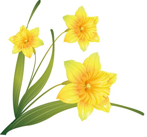 Daffodil Clip art - others png download - 2671*2500 - Free Transparent ...