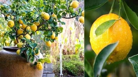 Come Coltivare L Albero Di Limoni In Casa A Costo Zero Con Il Seme Del