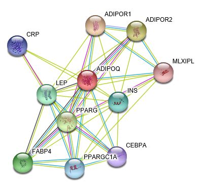 Adiponectin Protein Overview | Sino Biological