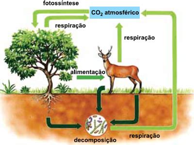 Questão O esquema ilustra de forma simplificada o ciclo do carbono em