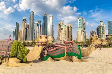 Quanto Vale Um Camelo Nos Emirados Arabes - Camelo na Marina de Dubai, nos Emirados Árabes Unidos | Foto Premium