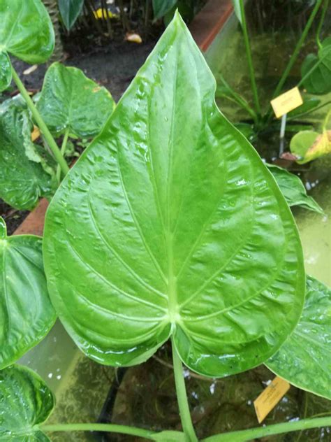 13 Stunning Alocasia Varieties with Names and Pictures | The Florist Guide