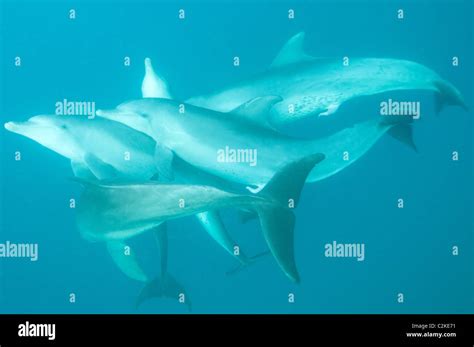 Bottlenose Dolphins Having Sex In Kizimkazi Tanzania Stock Photo Alamy