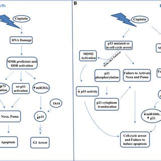 Schematic Representation Of Main Molecular Mechanisms Occurring In A