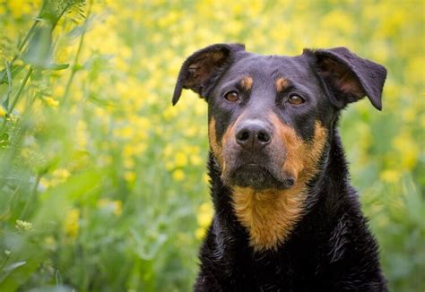 Rottweiler Lab Mix The Complete Labrottie Dog Breed Guide All Things