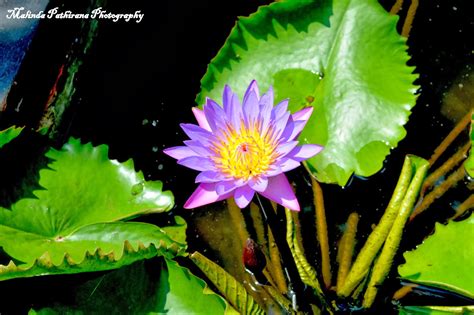 Malinda Pathirana Photography: National Flower of Sri Lanka