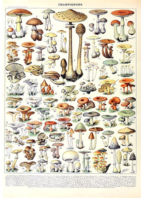 Adolphe Millot Champignons B French Vintage Poster By