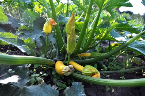 How To Grow Courgettes Courgettes Are A Simple Vegetable To Grow And Can Produce A Bountiful