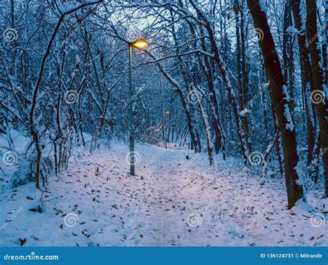 Bana Till Och Med Den Lilla Skogen I Vintern Fotografering för