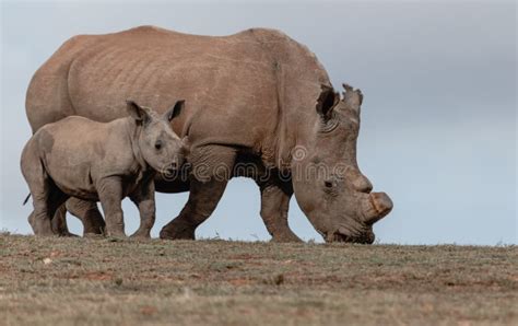 Rino stock photo. Image of mighty, herbivore, armor, endangered - 3141748