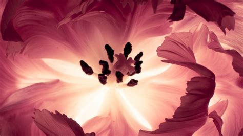 Wallpaper Red Petals Blossom Pink Flower Tulip Flora Petal