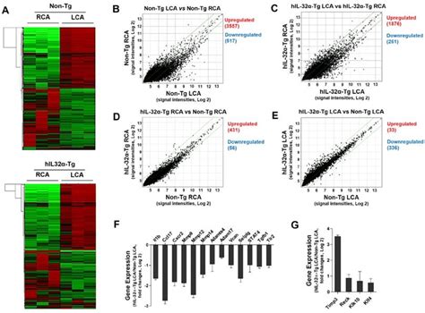 Interleukin 32α Inhibits Endothelial Inflammation Vascular Smooth