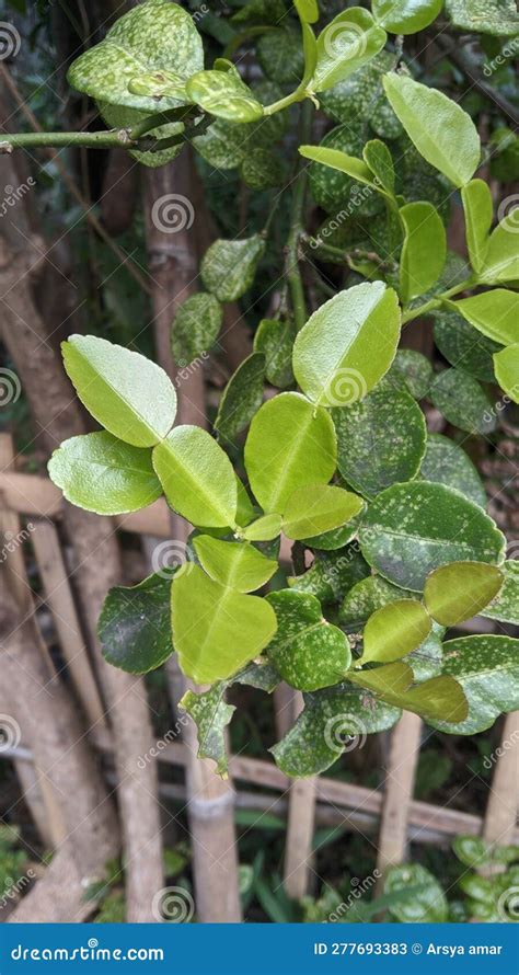 Leaves of an orange tree stock image. Image of leaves - 277693383