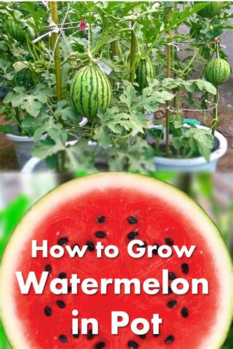 How To Grow Watermelon Plants In Pots at Ruby Vannatter blog