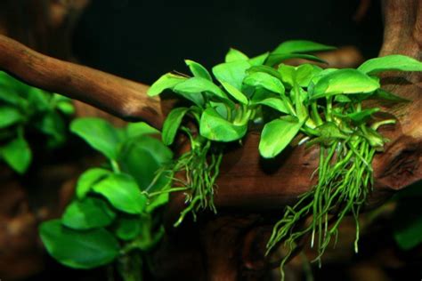 Potted Anubias Nana Aquarium Plant | Aquarium Plants