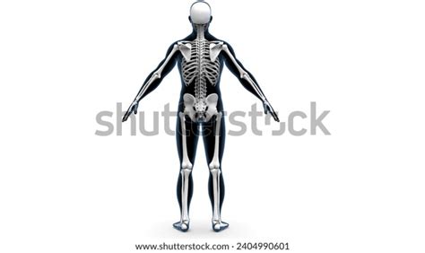 Anatomy Human Skeleton Individual Bones Supported Stock Illustration 2404990601 | Shutterstock