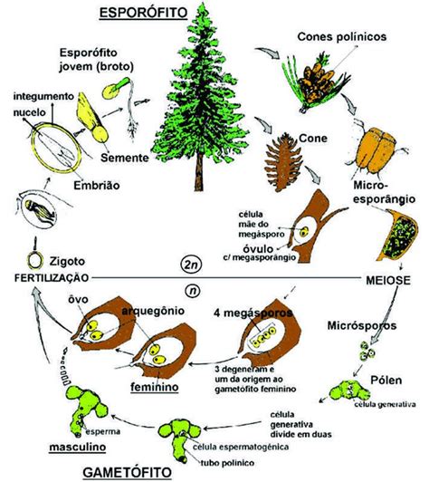 Mapas Mentais Biologia Gimnosperma Mapas Mentais Gimnospermas Porn