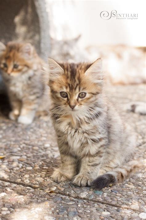 Anju von Sinthari 7 Wochen altes Deutsch Langhaarkätzchen Katzen