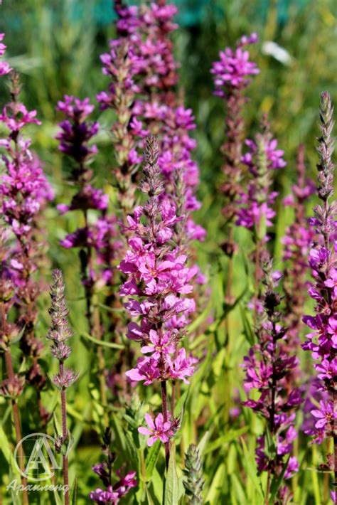 Купить Дербенник иволистный (Lythrum salicaria) от 499 руб. в интернет ...
