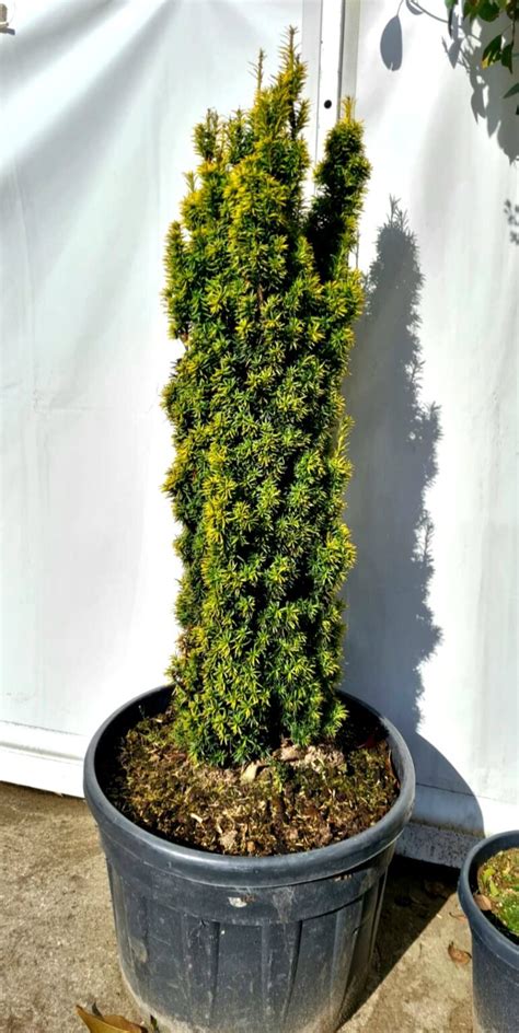 Taxus Baccata ‘standishii’ Caragh Nurseries