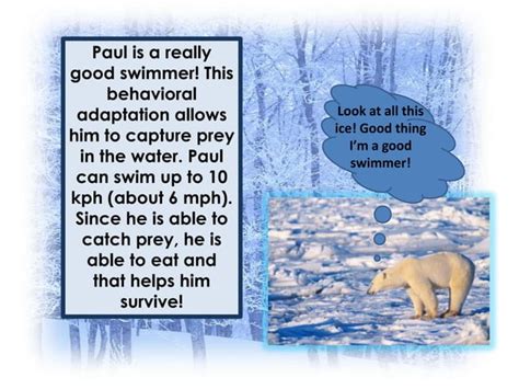 Polar bear adaptations | PPT