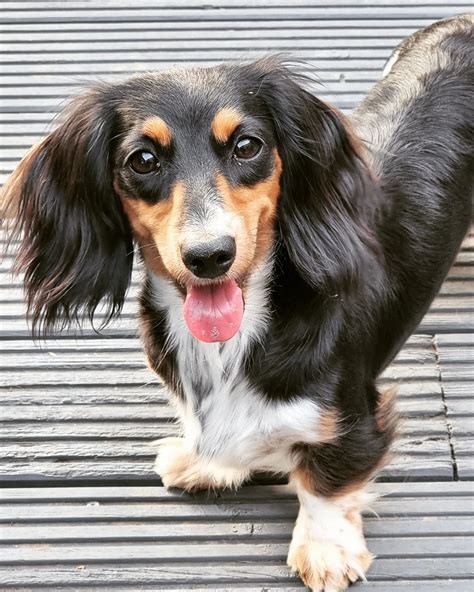 Chocolate Based Red Long Haired Dachshund A Sweet And Adorable