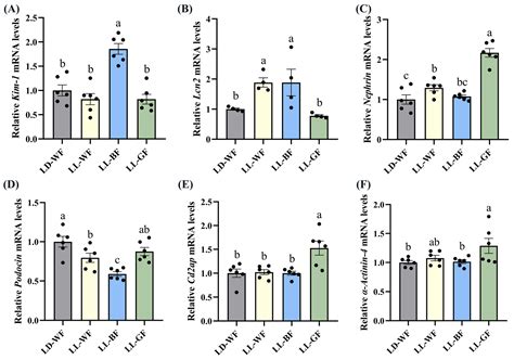 Continuous Monochromatic Blue Light Exacerbates High Fat Diet Induced