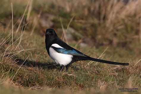 SKATA / MAGPIE (Pica pica)