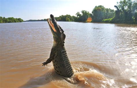 Saltwater Crocodile | Adelaide River and a dancing crocodile