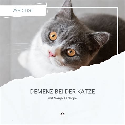 Webseminar Demenz Bei Der Katze Tw Academy