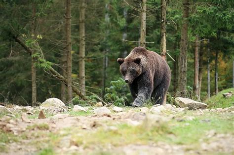 くま、褐色、予約する、森林、動物、捕食者、です、散歩、山岳、カルパチア、空き地 Pikist