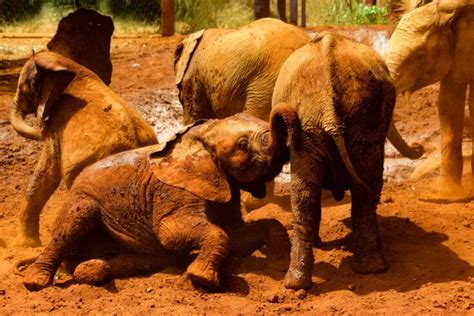 A Heartwarming Experience Visiting The Sheldrick Elephant Orphanage