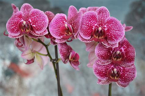 Variedades De Orquideas