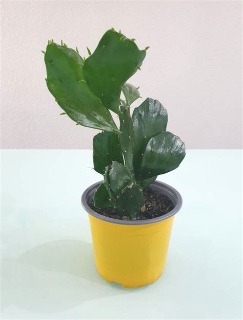 Pflanze Zimmerpflanze Kaktus Opuntia Brasiliopuntia 26 Cm Kaufen