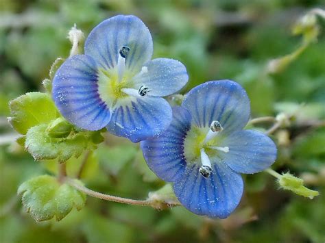 Veronica Persica Bird S Eye Speedwell Veronica Persica Flickr