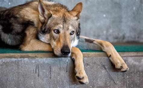 Malattie Del Cane Da Lupo Cecoslovacco Patologie Comuni Nella Razza